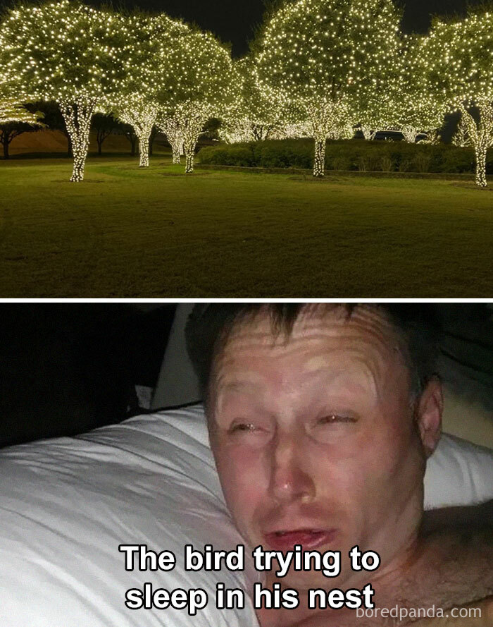 Funny-Birding-Memes