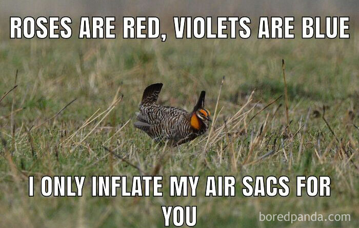 Funny-Birding-Memes