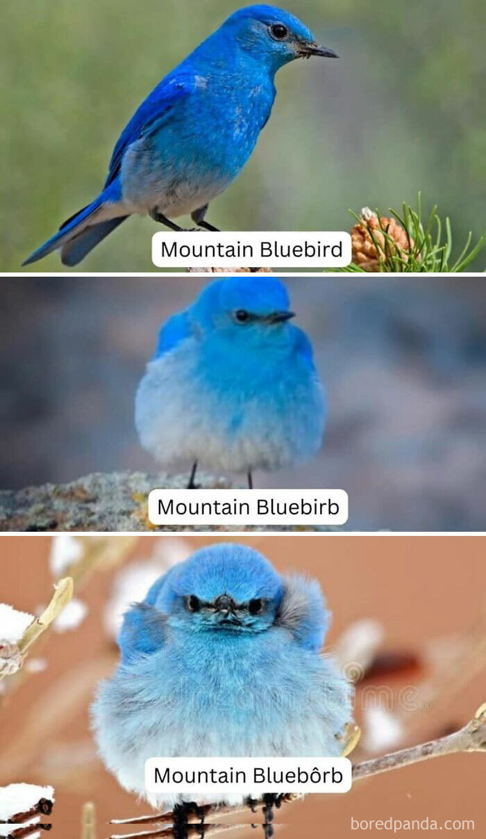 Funny-Birding-Memes