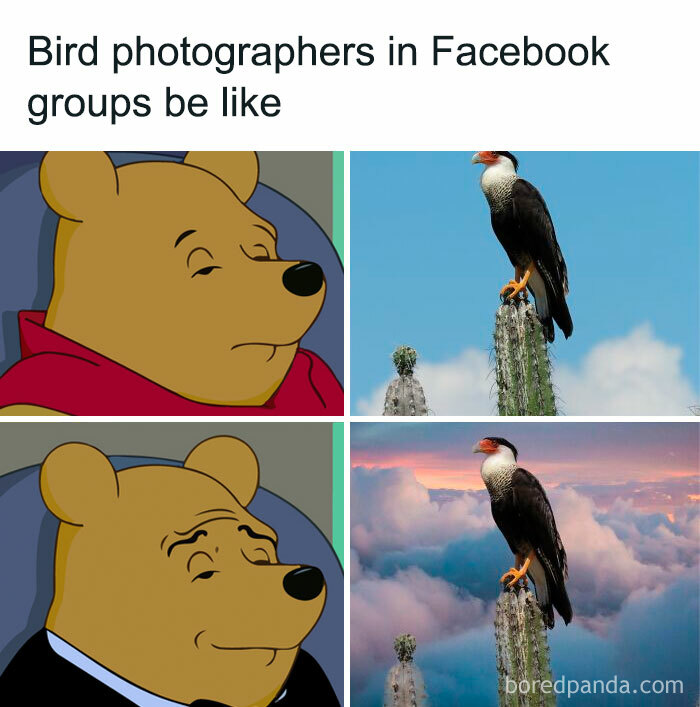 Funny-Birding-Memes