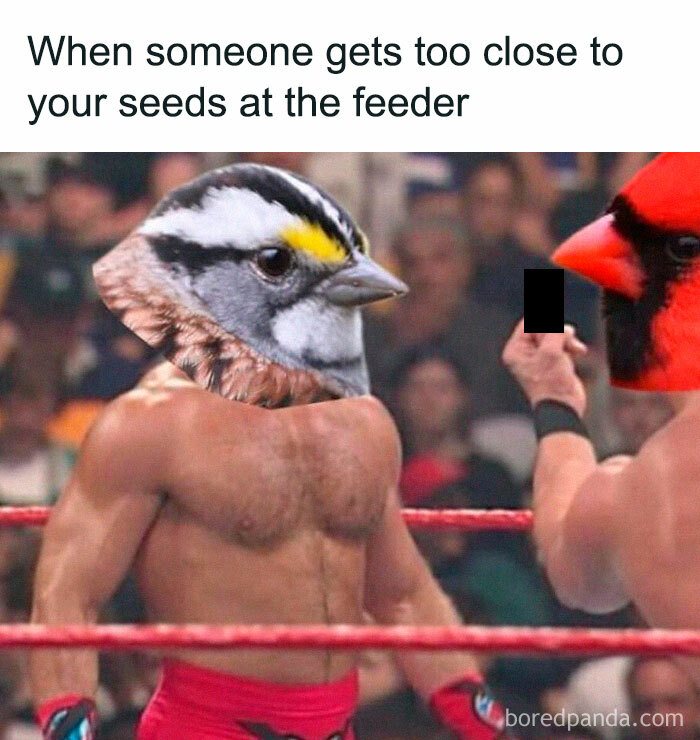 Funny-Birding-Memes
