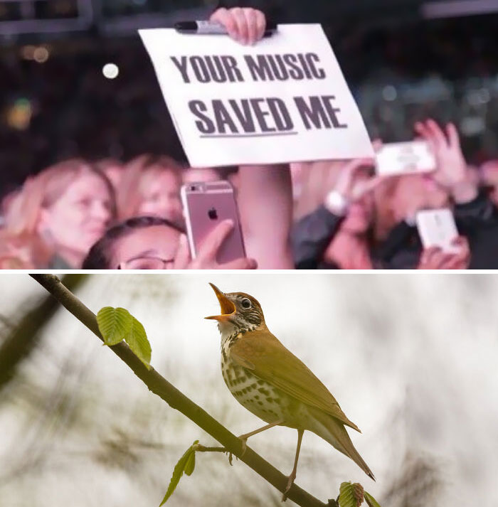 Funny-Birding-Memes