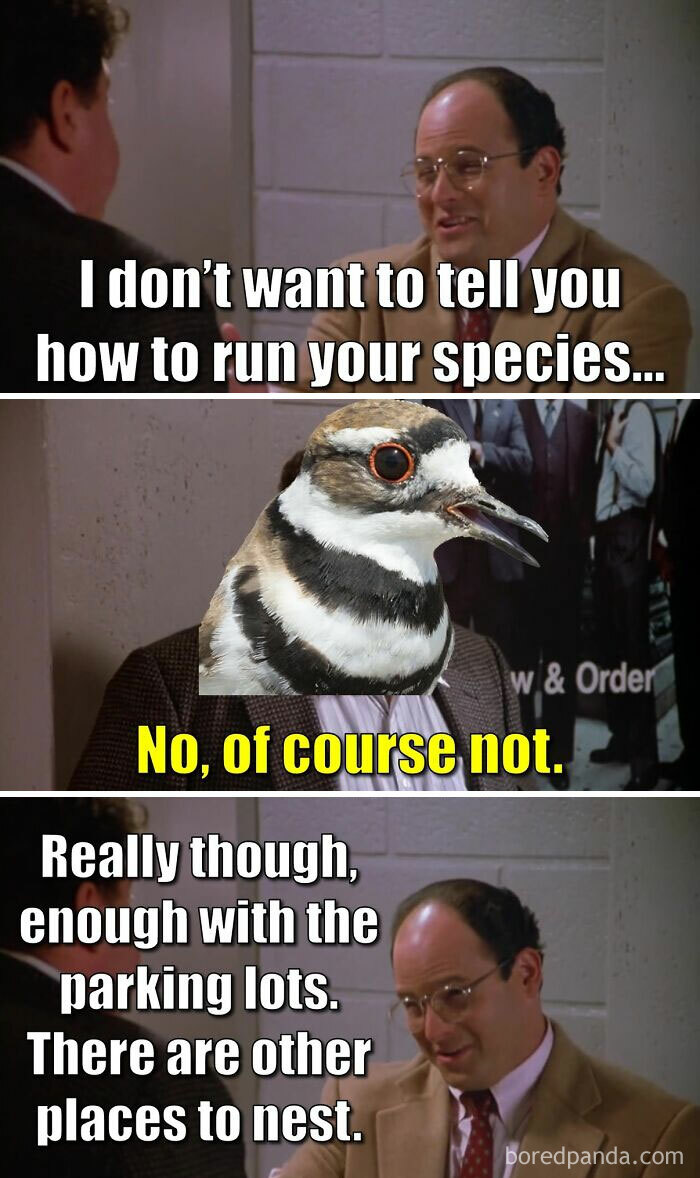 Funny-Birding-Memes