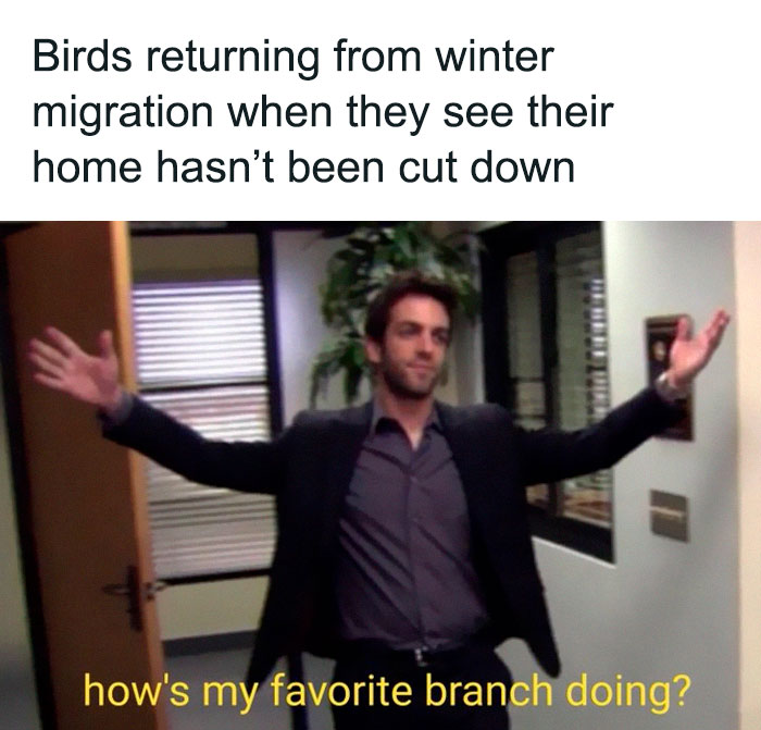 Funny-Birding-Memes