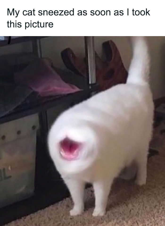 Funny-Cats-Without-Context-Pics