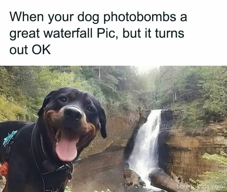 No Offense But The Sweet Dog Is The Only Good Part About That Photo