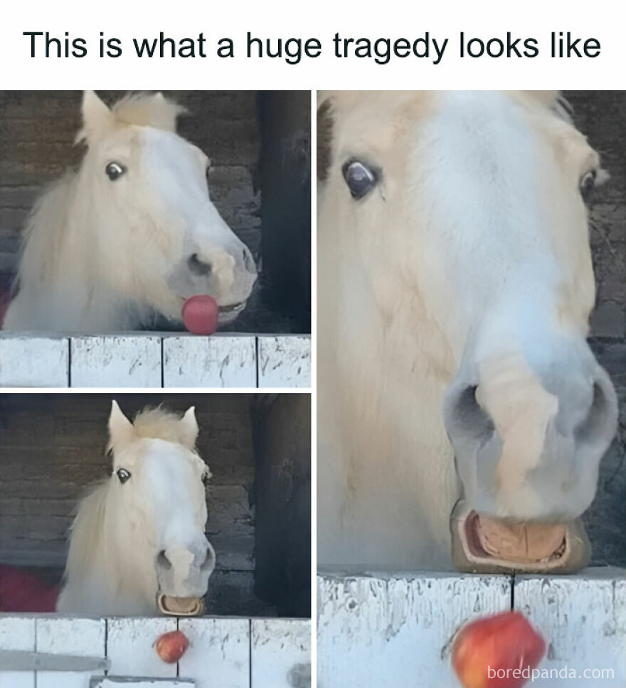 Eyes Almost Popped Out 🤭😂 I Hope They Gave Him Two Apples After This Traumatic Experience