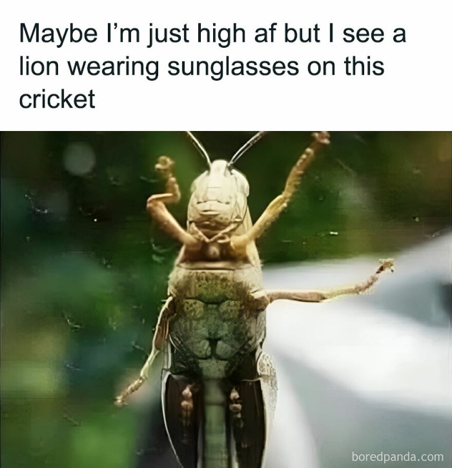 You Are Not Wrong Sir, It Is Indeed A Lion Wearing Sunglasses