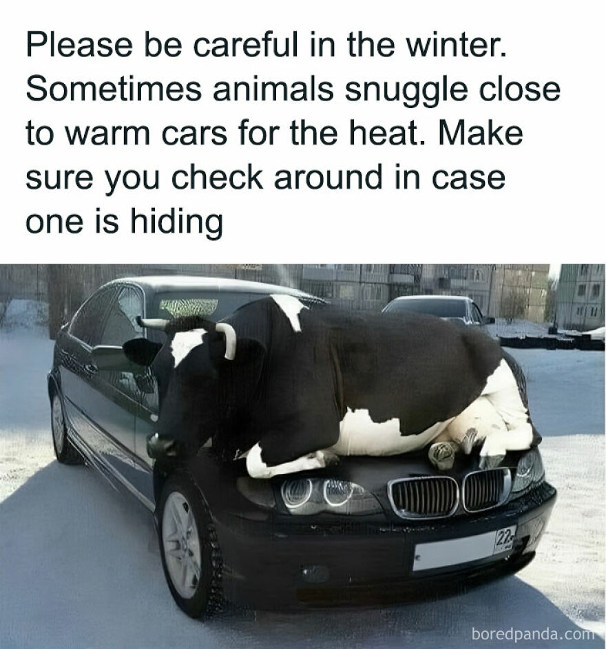 "Excuse Me Sir You Need To Moooooooooooove"