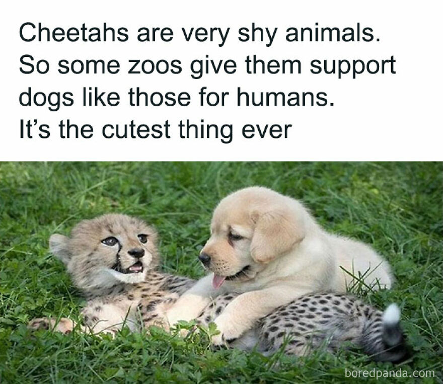 Doggos Are Everyone's Best Friend At This Point