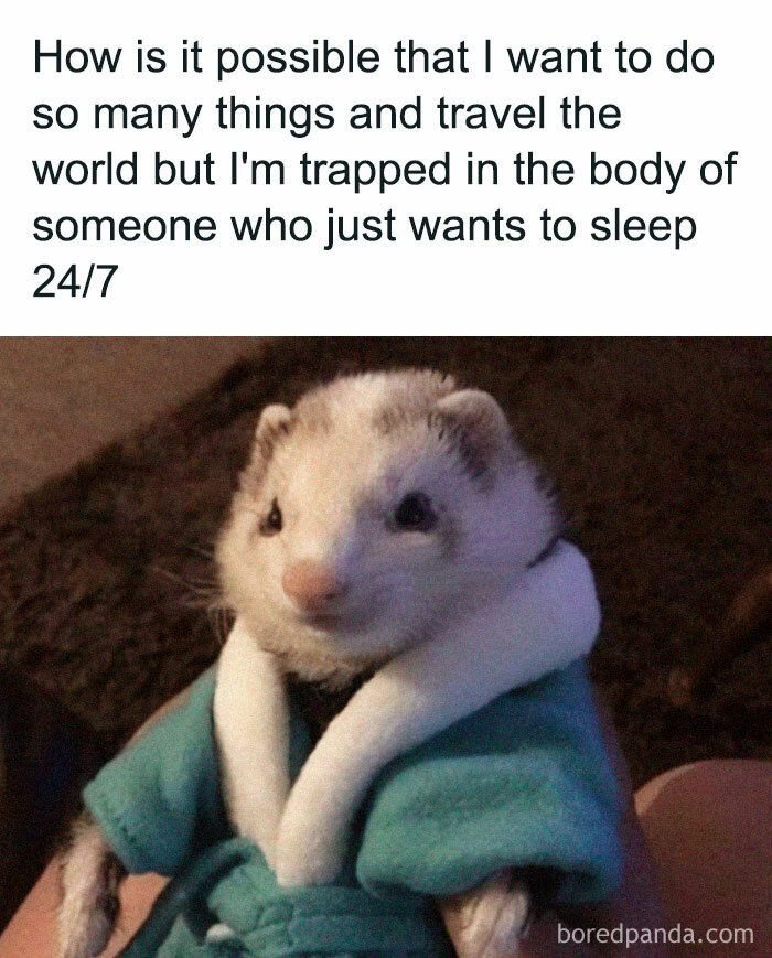 Funny-Memes-Jokes-Queenbetchmemes