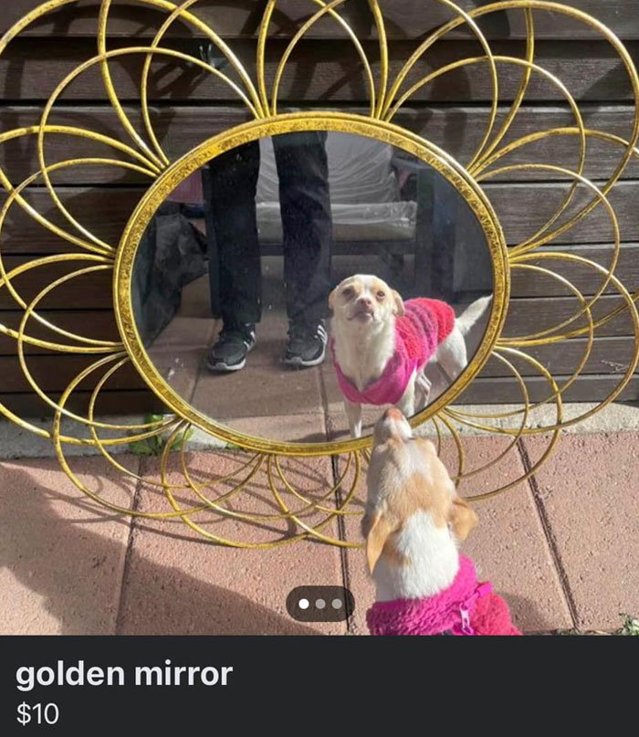 Dogs Are Always The Best Sellers