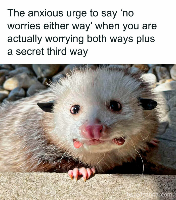 Funny-Relatable-Animal-Memes