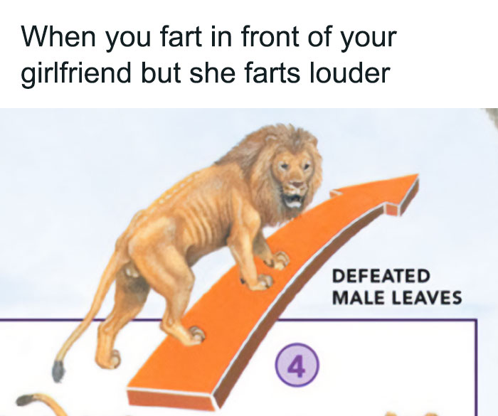 Funny-Relatable-Animal-Memes