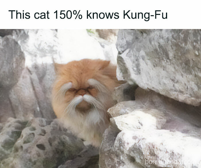 Funny-Relatable-Animal-Memes