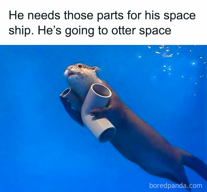 Funny-Relatable-Animal-Memes