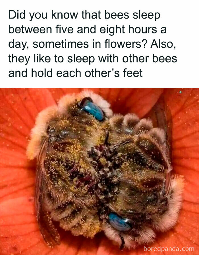 Funny-Relatable-Animal-Memes