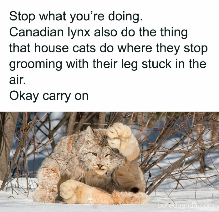 Funny-Relatable-Animal-Memes