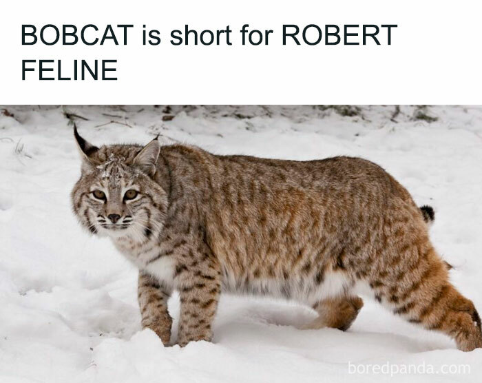 Funny-Relatable-Animal-Memes