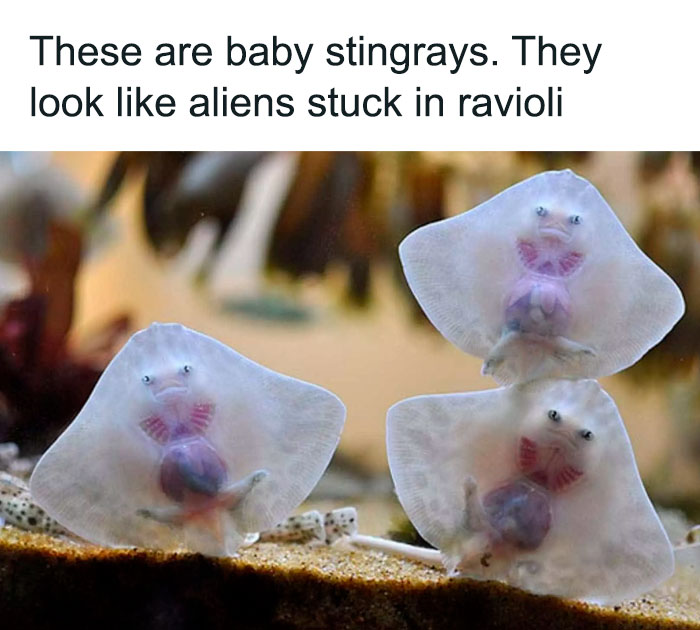 Funny-Relatable-Animal-Memes