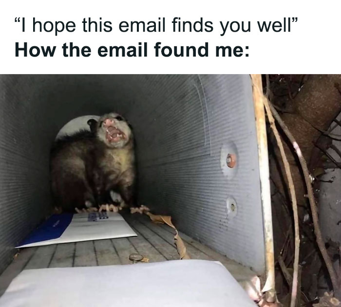 Funny-Relatable-Animal-Memes