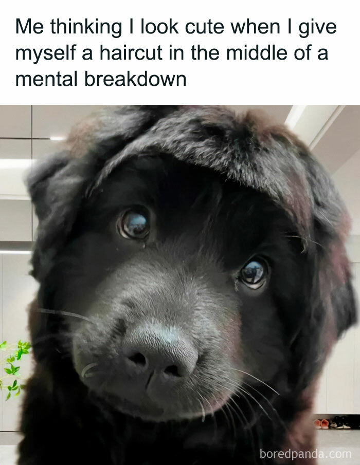 Funny-Relatable-Animal-Memes