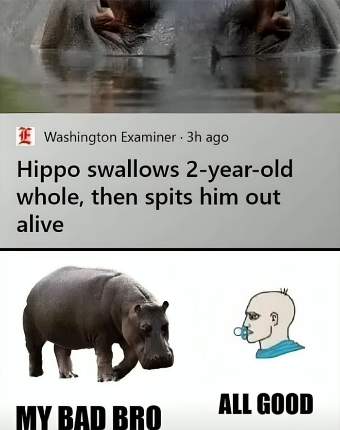 Funny-Relatable-Animal-Memes