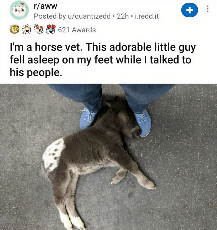 Funny-Relatable-Animal-Memes