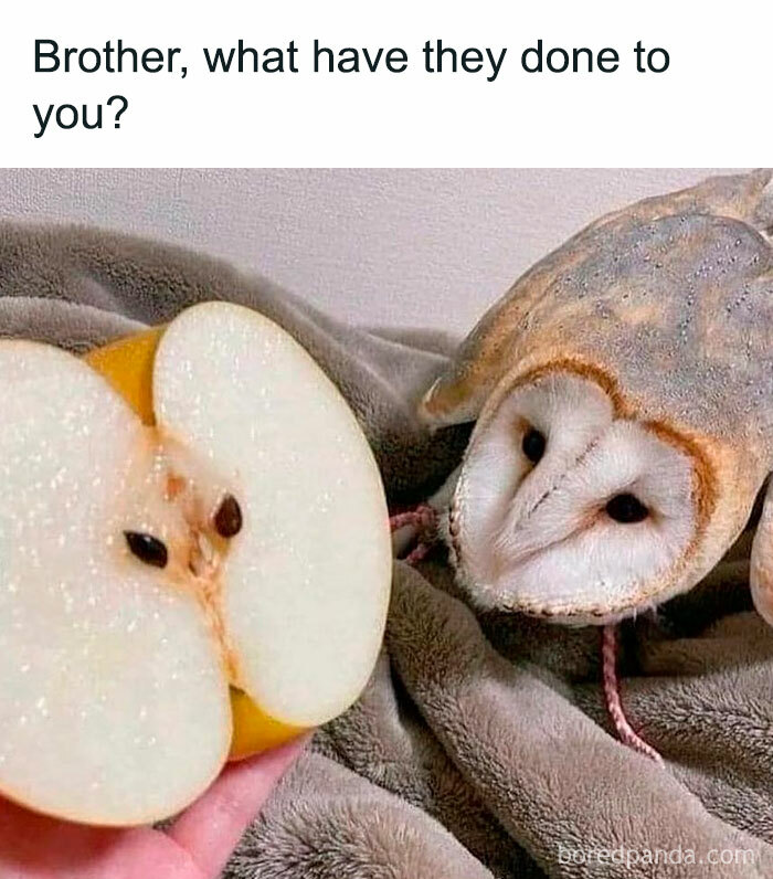 Funny-Relatable-Animal-Memes