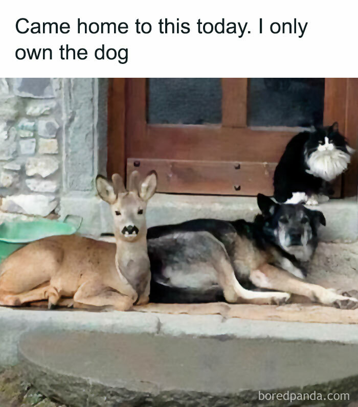 Funny-Relatable-Animal-Memes