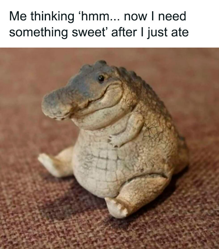 Funny-Relatable-Animal-Memes