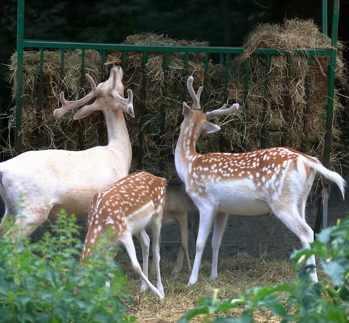 Someone Asks Zookeepers "What Are Zoo Secrets That People Wouldn’t Believe?", Gets 21 Replies