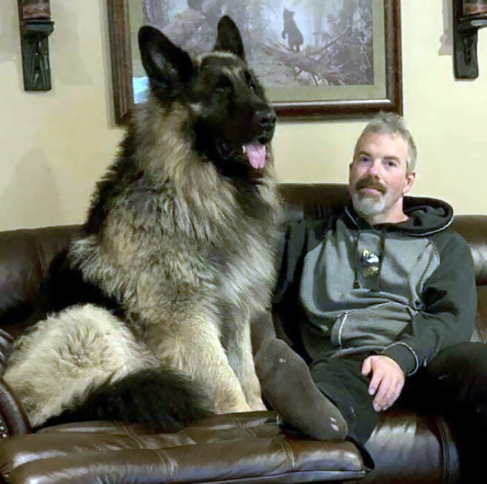 93% Pastor alemán, 7% no identificable. Seguramente oso pardo