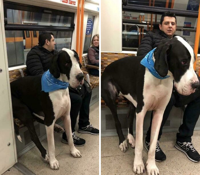 Este perro en el tren