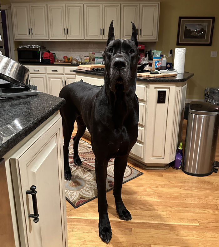 Cuando alguien se queja de lo caro que es tener perro, me río y les enseño el mío