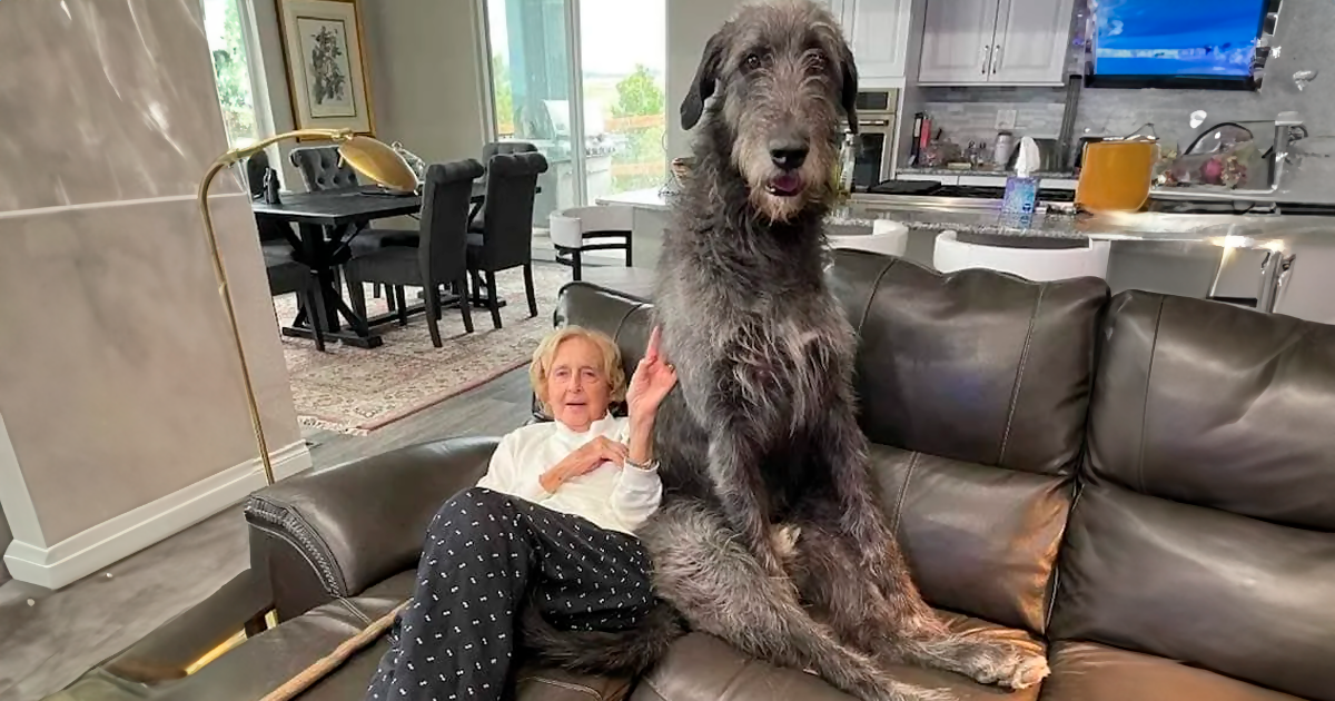 40 Perros que no entienden lo GRANDES que son (Nuevas fotos)