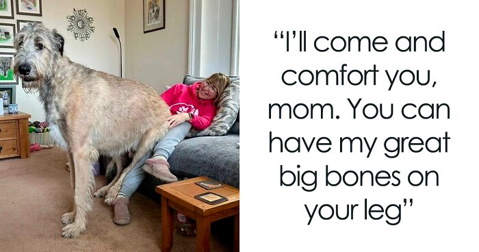 50 Dogs That Are Absolute Units And Don’t Know How Big They Are (New Pics)