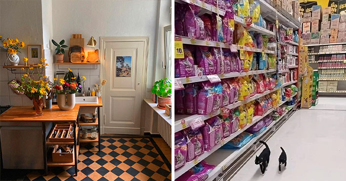 Si te sientes triste, estas 50 imágenes pueden alegrarte el día