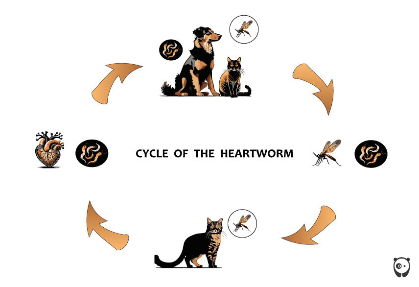 illustration of Cycle of the Heartworm illustration of Cycle of the Heartworm