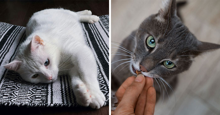 Heartworm Disease in Cats: Symptoms and Treatment Options