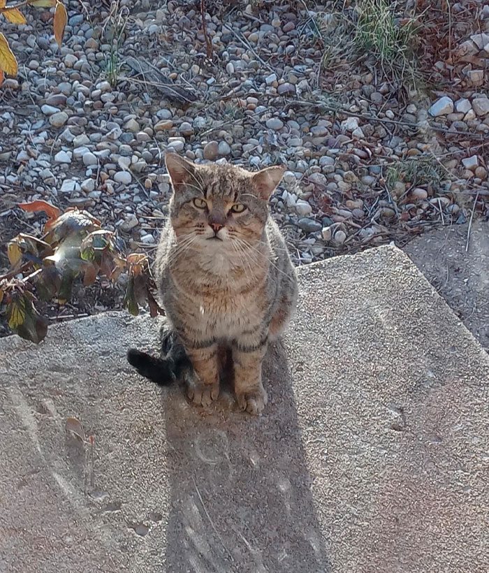 This Is Bob. Bob Sits On The Porch And Meows Very Early Every Morning Until I Go Out And Fill Food Bowls