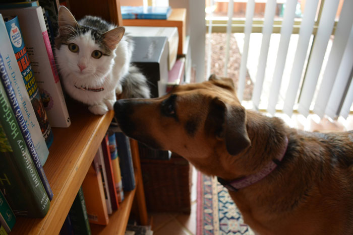 Cat on a shelf interacting with a curious dog indoors, illustrating potential flea transmission in pets.