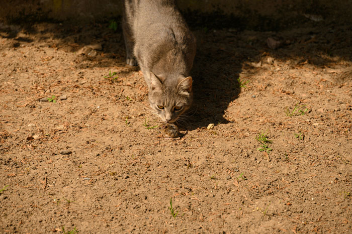 Indoor cat outdoors catching a mouse, illustrating how fleas can be transferred in different environments.