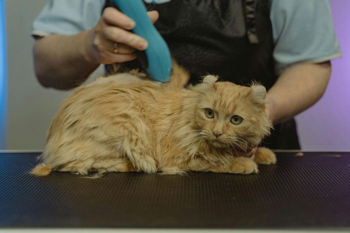 Groomer treating an indoor cat for fleas with a blue clipper, highlighting prevention and care by expert vet advice.