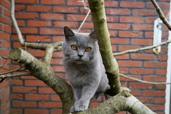 Gray indoor cat climbing a tree, exploring outside environment.