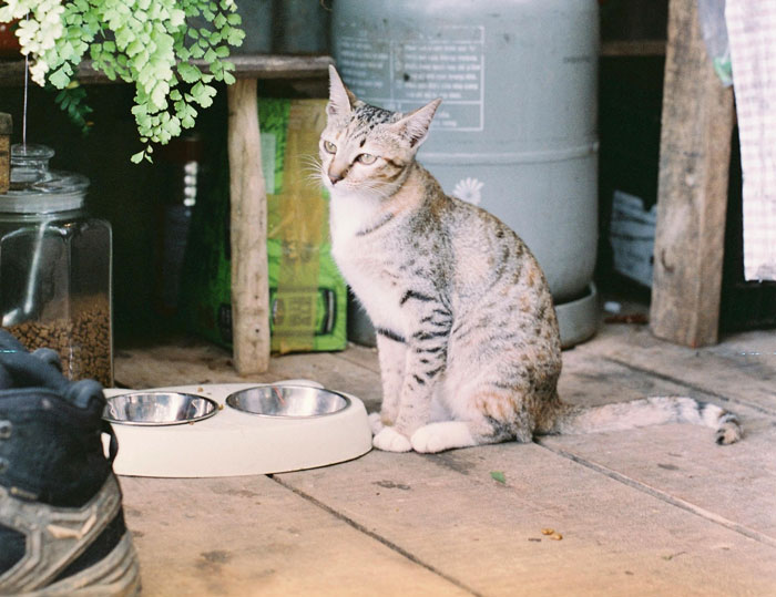 cat sitting near empty bowls