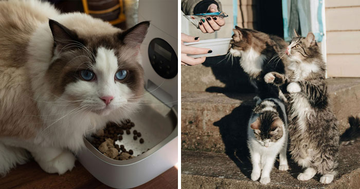 How Often Should I Feed My Cat? Vet’s Guide to Feed a Cat