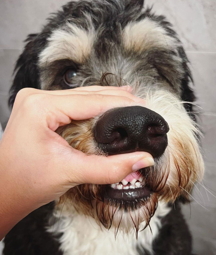 person showing white dog's teeth - 2