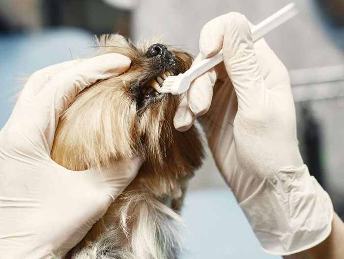 a person brushing dog's teeth - 3