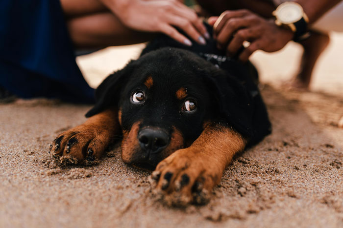 A cute puppy on the sand, surrounded by hands, exemplifying calming techniques for dogs. - 1
